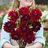 Dahlia National Velvet (x 35)