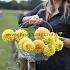 Dahlia Royal Yellow (x 35)