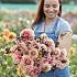 Dahlia Sweet Sanne (x 35)