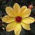 Dahlia Bishop Of York (x 35)