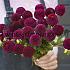 Dahlia Moorplace (x 35)