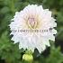 Dahlia Ka's Cloud (x 35)