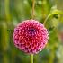 Dahlia Hapet Coppery (x 35)