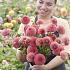 Dahlia Hapet Coppery (x 35)