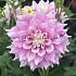 Dahlia Gitt's Perfection (x 35)