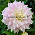 Dahlia Gitt's Perfection (x 35)