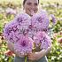 Dahlia Vassio Meggos (x 35)