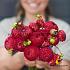 Dahlia Ryecroft Blackberry (x 35)