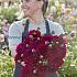 Dahlia Mister Blue (x 35)