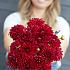Dahlia Red Queen (x 35)