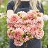 Dahlia Romance (x 35)