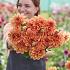 Dahlia Royal King (x 35)