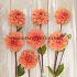 Dahlia Royal King (x 35)