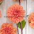 Dahlia Royal King (x 35)