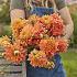 Dahlia Salmonette (x 35)