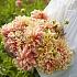 Dahlia Tyrell (x 35)