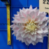 Dahlia Elliot (x 35)