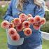 Verpakte Dahlia Ball Dahlia Bazuin® Salmon Orange (x 35)