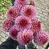 Verpakte Dahlia Ball Dahlia Bazuin® Ymke (x 35)