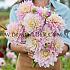 Verpakte Dahlia Decorative Large Flowered Dahlia Sweet September (x 35)