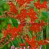 Crocosmiiflora Lucifer Crocosmia Lucifer (x14x10)