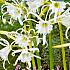 Festalis Hymenocallis Festalis (x14x2)
