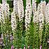 Pre-packed Liatris Alba Spicata 10/12 (x14x5)