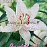 Or Muscadet Festival Spring Lilium Lilium Muscadet 16/18 (x14x2)