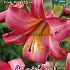 Dv Pink Perfection Festival Winter Lilium Lilium Pink Perfection 20/22 (x14x1)