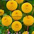 Pre-packed Dahlia Buttercup Mini Pompon (x14x1)