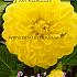Waterlily Glory Of Heemstede Dahlia Glorie v. Heemstede Decorative (x14x1)