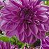 Decorative Large Flowered Lilac Time Festival Spring Dahlia Large Flowered Dahlia Lilac Time I (x14x1)