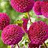 Pompon Rocco Festival Winter Dahlia Pompon Dahlia Rocco I (x14x1)