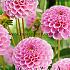 Pompon Stolze Von Berlin Festival Winter Dahlia Pompon Dahlia Stolze Von Berlin I (x14x1)