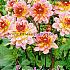 Decorative Dwarf Zingaro Festival Spring Dahlia Dwarf Dahlia Zingaro I (x14x1)