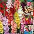 Large Flowered Gemengd Festival Spring Big Packs Gladiolus Mixed  14/+ (x16x25)