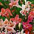 Nanus Gemengd Festival Spring Gladiolus Small Flowered / Nanus Gladiolus Gemengd 10/+ (x14x10)