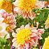 Anemone Flowered Polka Festival Spring Dahlia Anemone Flowered Dahlia Polka I (x14x1)