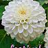 Ball Orsett Beauty Festival Spring Dahlia Ball Dahlia Orsett Beauty I (x14x1)