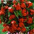 Pendula Pendula Donkerrood Festival Winter Begonia Begonia Pendula Donkerrood 6/+ (x14x3)