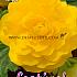 Double Double Yellow Festival Winter Begonia Begonia Double Yellow 6/7 (x14x3)