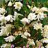 Pendula White Festival Spring Begonia Begonia White 6/+ (x14x3)