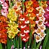 Small Flowered Butterfly Mixed Festival Spring Gladiolus Small Flowered / Nanus Gladiolus Butterfly Mixed 12/+ (x14x10)