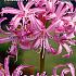 Bowdenii Roze Festival Winter Miscellaneous Nerine Roze 12/14 (x14x2)