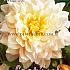 Decorative Large Flowered Break Out Festival Winter Dahlia Large Flowered Dahlia Break Out I (x14x1)