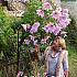 Miscellaneous Imperialis Festival Spring Dahlia Miscellaneous Dahlia Imperialis I (x14x1)