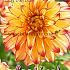 Decorative Medium Flowered Lady Darlene Festival Spring Dahlia Medium Flowered Dahlia Lady Darlene I (x14x1)