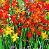 Crocosmiiflora Kleinbloemig Gemengd Festival Winter Miscellaneous Crocosmia Kleinbloemig Gemengd 6/+ (x14x10)