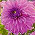 Decorative Large Flowered Vassio Meggos Festival Spring Dahlia Large Flowered Dahlia Vassio Meggos I (x14x1)