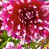 Decorative Large Flowered Yarra Falls Festival Spring Dahlia Large Flowered Dahlia Yarra Falls I (x14x1)
